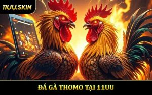 Đá Gà Thomo - Nơi Những Chiến Kê Tạo Nên Huyền Thoại