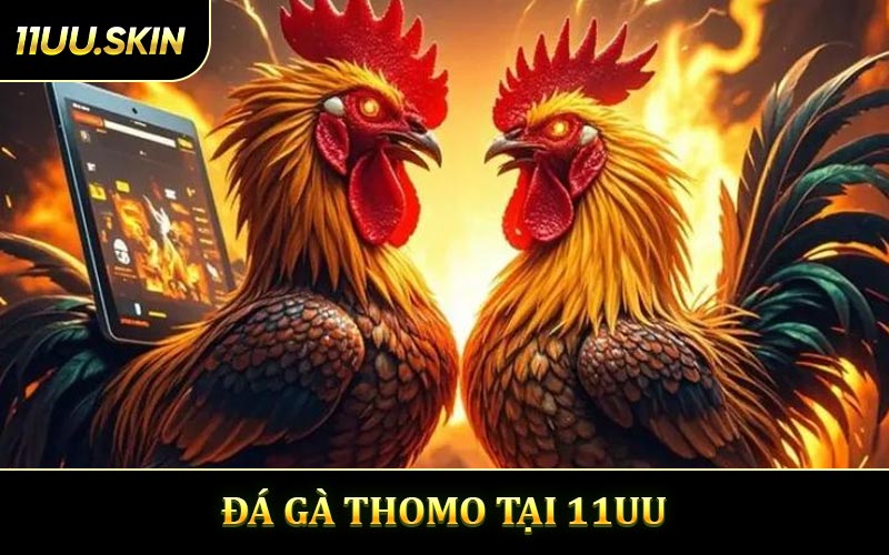 Đá Gà Thomo - Nơi Những Chiến Kê Tạo Nên Huyền Thoại